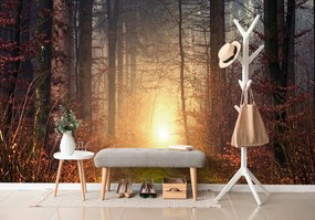 Carta da parati – Luce nel bosco