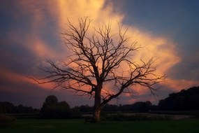 Carta da parati autoadesiva – Albero meraviglioso nel prato