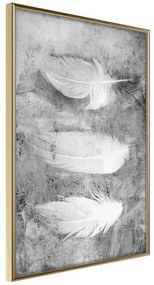 Poster  Delicate Feathers  Cornice Quadri Cornice d'oro, Larghezza x Altezza Home decor 20x30