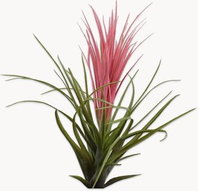 Fiore artificiale Tillandsia