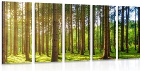 Quadri 5 pezzi – Mattina soleggiata nella foresta