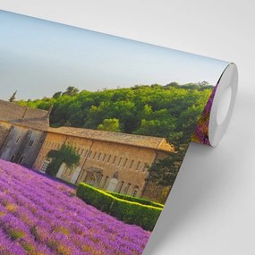 Carta da parati – Provenza con campi di lavanda