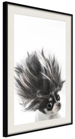 Poster  Funny Chihuahua  Cornice Quadri Cornice nera con pass-partout, Larghezza x Altezza Home decor 20x30