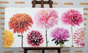 Quadro su tela – Fiori di dalia in design variegato