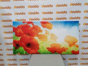 Quadro su tela – Papavero sul prato