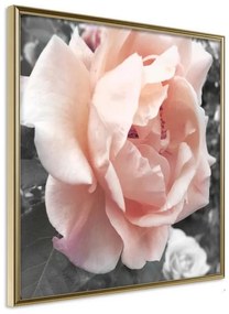 Poster  Delicate Rose  Cornice Quadri Cornice d'oro, Larghezza x Altezza Home decor 20x20