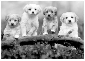 Carta da Parati Four Puppies