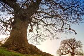 Stampa su tela – Simbiosi degli alberi