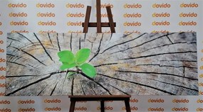 Quadro su tela – Nascita di una nuova vita