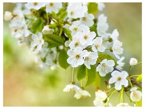 Fotomurale Delicati fiori di ciliegio