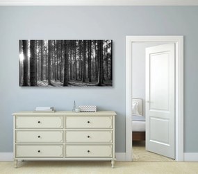 Quadro su tela – Mattina nella foresta in bianco e nero