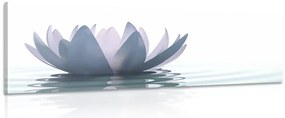 Stampa su tela – Fiore di loto