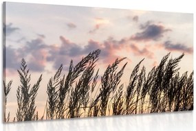 Stampa su tela – Steli di erba di campo