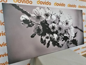 Quadro su tela – Ramo fiorito di ciliegio in bianco e nero