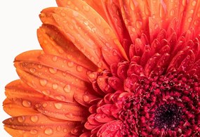 Carta da parati – Gerbera con gocce d'acqua