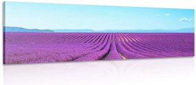 Stampa su tela – Campo di lavanda infinito