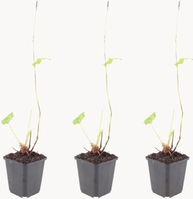 Set di 3 piante vere Knotweed Persicaria amplexicaulis Blackfield