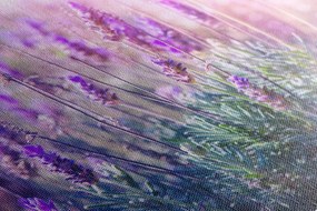 Quadro su tela – Fiori magici di lavanda
