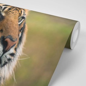 Carta da parati – Tigre del Bengala