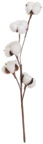 Pianta essiccata (altezza 55 cm) Cotton - Casa Selección