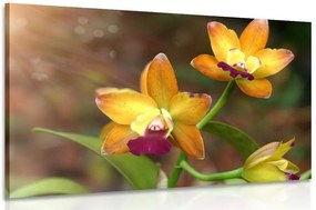 Stampa su tela – Orchidea arancione