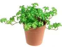 Set 3 Piante di Pelargonium Artificiale in Vaso Composta da 3 Diramazioni Altezza 16 cm Verde