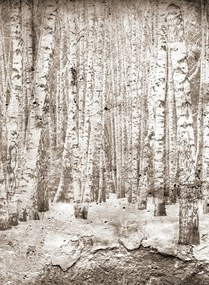 Coordonne Carta da parati panoramica Broken Forest - Sepia