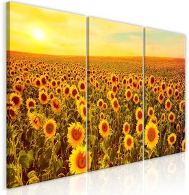 Quadro  Sunflowers at Sunset (3 Parts)  Larghezza x Altezza Home decor 120x60