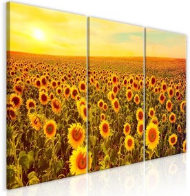 Quadro Sunflowers at Sunset (3 Parts)
