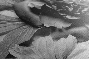 Stampa su tela – Peonie in bianco e nero