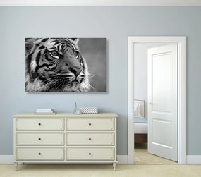 Stampa su tela – Tigre del Bengala in bianco e nero