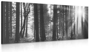 Stampa su tela – Foresta inondata di sole in bianco e nero