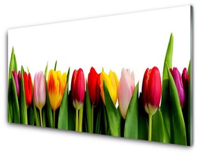 Quadro su vetro acrilico Tulipani Pianta 100x50 cm