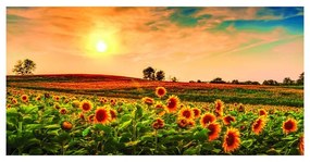 Stampa su tela Sunflowers field, multicolore 70 x 140 cm