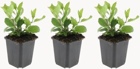 Set di 3 piante vere Aster Ageratoides Asran