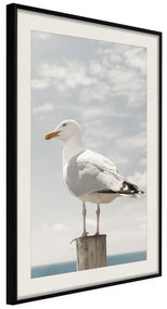 Poster  Curious Seagull  Cornice Quadri Cornice nera con pass-partout, Larghezza x Altezza Home decor 30x45