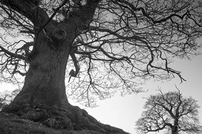 Quadro su tela – Simbiosi degli alberi in bianco e nero