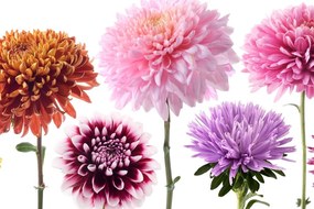 Stampa su tela – Fiori di dalia in design multicolore