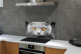 Pannello paraschizzi cucina Gatto grigio britannico 100x50 cm