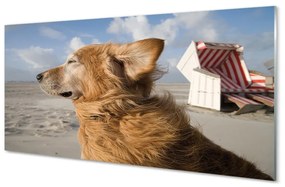 Quadro in vetro Spiaggia del cane marrone 100x50 cm
