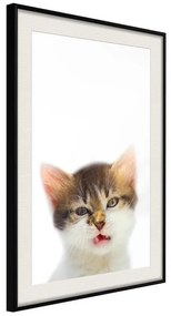 Poster  Funny Kitten  Cornice Quadri Cornice nera con pass-partout, Larghezza x Altezza Home decor 20x30