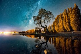 Fotomurale – Albero sotto il cielo stellato