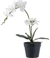 Pianta Artificiale Orchid, Verde, Plastica PE, 21x34x47 cm, EPIKASA