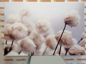 Quadro su tela – Fiori artici di cotone