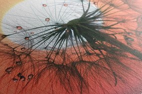 Stampa su tela – Soffione al tramonto