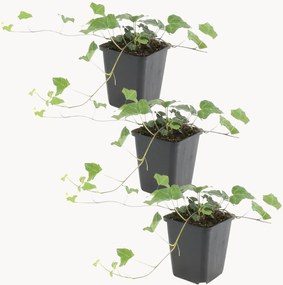 Set di 3 piante vere Ivy Glacier Hedera Helix Glacier