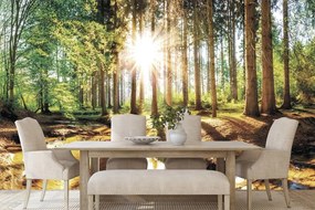 Carta da parati – Foresta da Favola