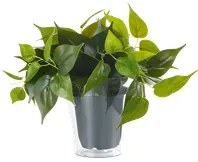 Pianta Finta con Vaso Trasparente Arredo Casa Interno Plant GD Trio