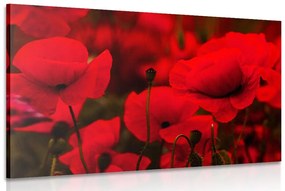 Quadro su tela – Campo di papaveri selvatici