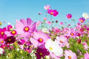Carta da parati – Prato di Fiori Primaverili